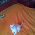 Чистокровные шотландские котята редких окрасов, фотография 3