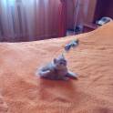 Чистокровные шотландские котята редких окрасов, фотография 6