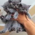 Чистокровные Британские котята, фотография 3