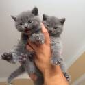 Чистокровные Британские котята, фотография 4