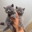 Чистокровные Британские котята, фотография 5