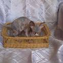 котята канадского сфинкса, фотография 6