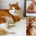 Тимоша и Рыжик-котики редкой красоты, фотография 7