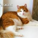 Тимоша и Рыжик-котики редкой красоты, фотография 9