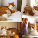 Тимоша и Рыжик-котики редкой красоты, фотография 10