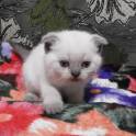 Шотландские котята, фотография 2