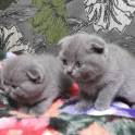 Шотландские котята, фотография 3