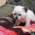 Шотландские котята, фотография 5
