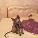 Донские котята