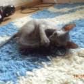 Донские котята, фотография 2