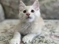 Котята мейн-кун, фотография 4