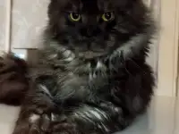 Мейн Кун, фотография 11