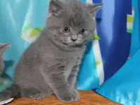 Британские котята, фотография 2