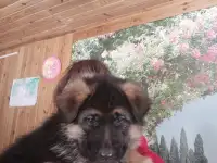Щенки немецкой овчарки