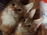 Котенок мейнкун (кот), фотография 6