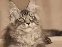 Мейн-кун котята, фотография 5