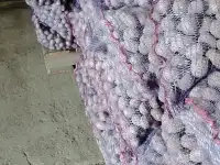 Картофель продовольственный, фотография 2