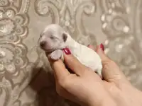 Мальтийской болонки щенки, фотография 2