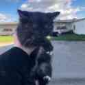 Котенок ищет дом