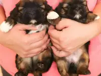Высокопородные щенки ши тцу