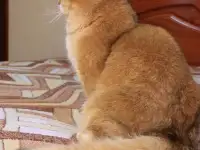 Племенной кот., фотография 9