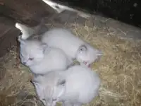 Котята в добрые руки, фотография 5