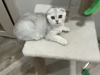 Шотландская девочка, фотография 2
