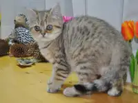 Шотландцы, фотография 3