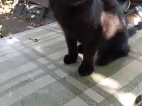 Самый лучший котенок, фотография 2