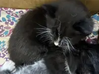 Котята ищут новый дом, фотография 5