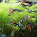Мальки и подростки гуппи, фотография 2