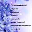 продам рассаду цветов, фотография 3