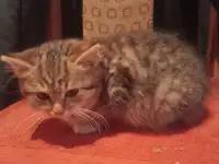 Найден котёнок, фотография 5