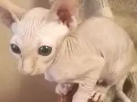 Донской сфинкс