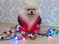 Щенок шпица