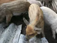 Поросята
