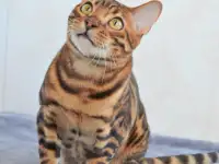 Бенгальский котенок подрощенный мальчик, фотография 3