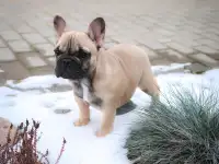 Французский бульдог супер девочка, фотография 7