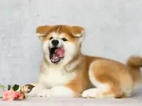 Щенки акита ину. Любимые Хатико, фотография 10