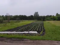 продажа дачи, Ветковский район, Рудня-Споницкая, фотография 8