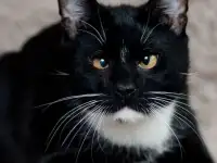 Котик в добрые руки, фотография 2