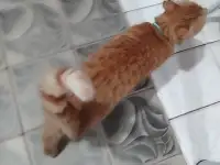 Пропал рыжий кот, фотография 5