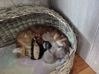 Курильский бобтейл котята, фотография 2