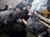 Куры несушки доставка по району