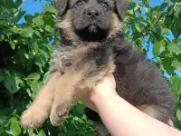 Овчарки щеночки., фотография 5