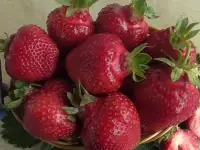 Саженцы клубники сорт Олимпия