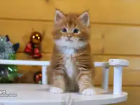 Мейн-кун  мальчик, фотография 2