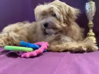 Мальтипу мини девочка