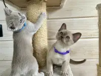 Продается котёнок Европейской бурмы, фотография 10