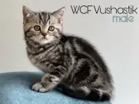 Шотланладский мальчик, котенок, скоттиш, мрамор, фотография 2